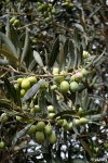 Food_Olive siciliane
